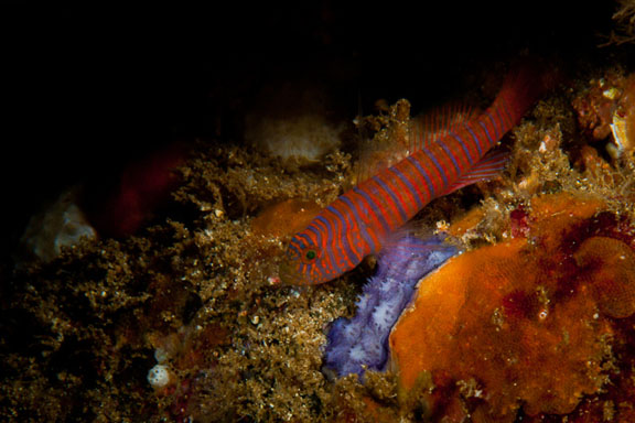 Lythrypnus zebra (Gilbert, 1890)
